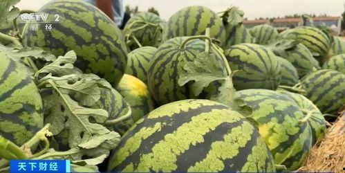 全国吃瓜协会官网入口,畅享瓜界盛宴的入口攻略