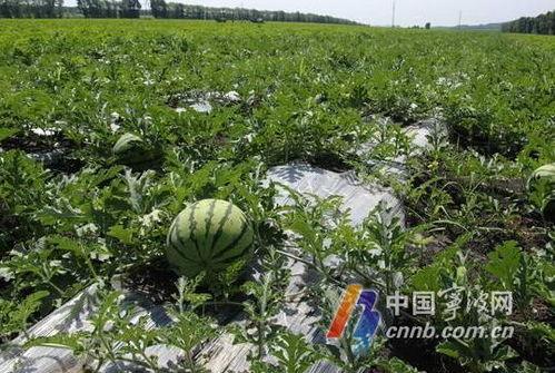 宁波吃瓜网,揭秘宁波美食圈那些事儿