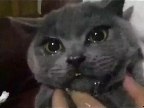 大喵咪网红吃瓜视频,揭秘娱乐圈幕后真相