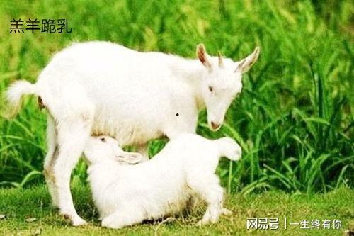 吃瓜网小羊,揭秘娱乐圈幕后故事,带你领略明星真实生活