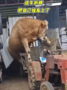 吃瓜网小羊,揭秘娱乐圈幕后故事,带你领略明星真实生活