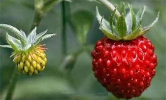 汾阳吃瓜网小草莓怎么用,小草莓在汾阳吃瓜网的应用攻略