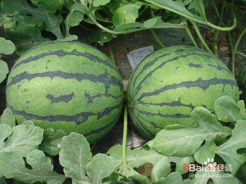 五一期间必吃的网红瓜,解锁夏日味蕾新潮流