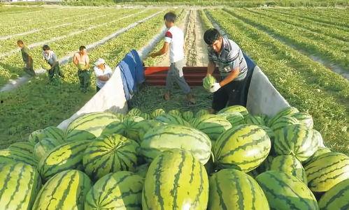 双胞胎网红吃瓜图片,萌态十足引网友热议