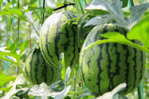 五一暗夜吃瓜网免费,免费盛宴等你来享