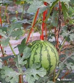 每日吃瓜福利网