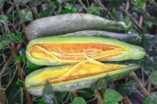 网红吃瓜王,揭秘娱乐圈幕后真相