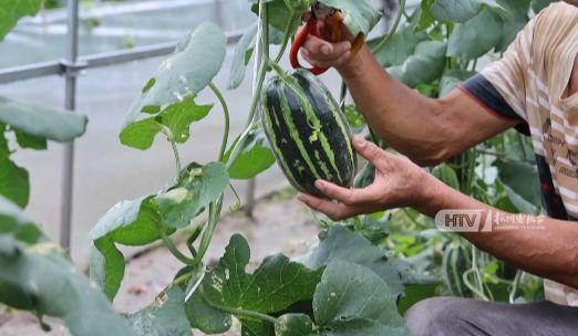 杭州爱马仕网红吃瓜,揭秘幕后真相与网络热议