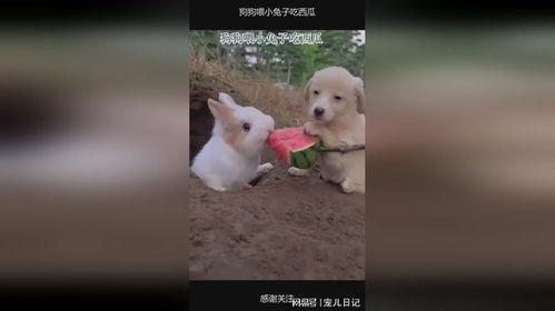 可兔兔吃瓜网,可兔兔吃瓜网带你领略明星幕后故事