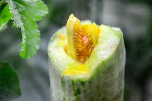 网红吃团队瓜,趣味横生！