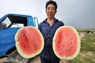 网红吃瓜吃到自己家,一场意外的“瓜田奇遇记”