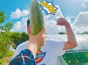 吃瓜群众网上的网红,吃瓜群众眼中的网络红人现象解析